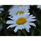 Deborah Walters's photo