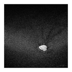 COASTAL COSMOS - Photographs