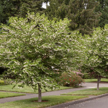 Duke Planting archive