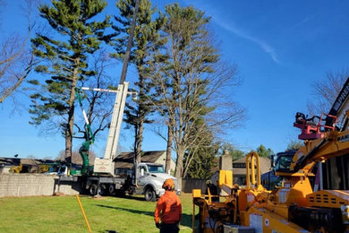 Emergency Tree Removal & Tree Maintenance Services in Waterbury, CT