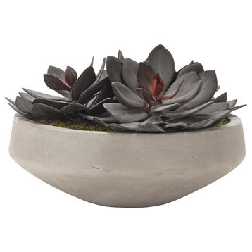 Extra large echeveria in cement bowl