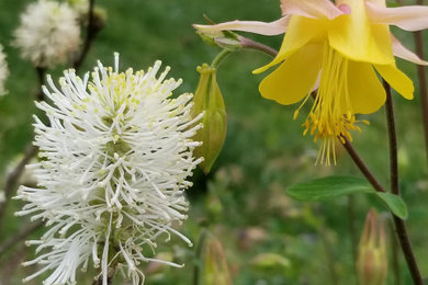 Inspiration for a mid-sized traditional full sun backyard landscaping in Atlanta for spring.