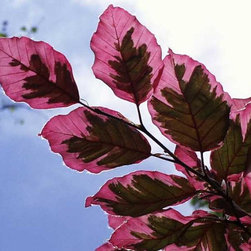 original Fagus sylvatica Tri Color Beech.jpg - Products