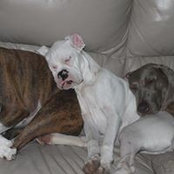 Robin Goad's photo