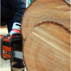 WoodPeckerz Tree Services