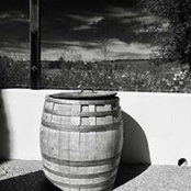 Sylvia Apples foto