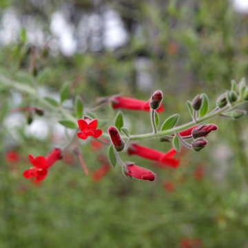 Island Snapdragon