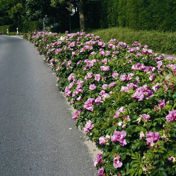 foto rose 2015
