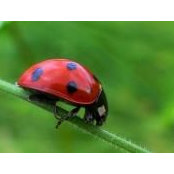 Ze Bestiole's photo