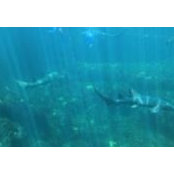 Alvaro Macias's photo