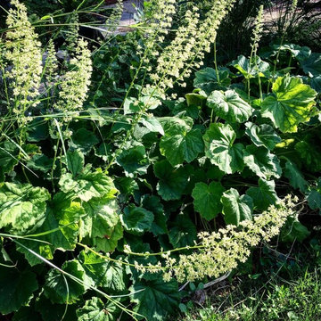 Front & Backyard Garden