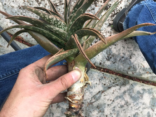 Aloe no roots? Help!!! With pictures.