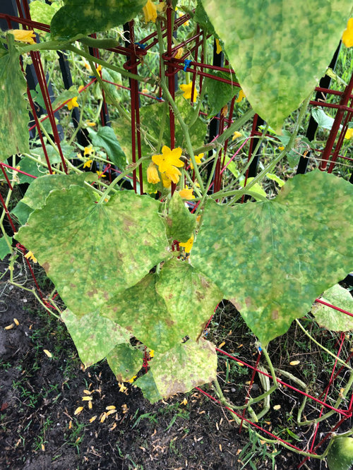 Cucumber leaves - Yellow, Brown, and Curling