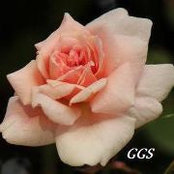Grace Scherbarths foto