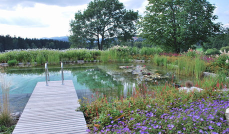 Baden gehen: Wie Sie Schwimmteiche und Naturpools richtig anlegen