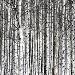 Birch Trunks - Wallpaper