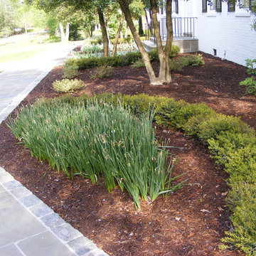 Dwarf Yaupon Holly, a consistent and hardy short hedge that is easy to maintain