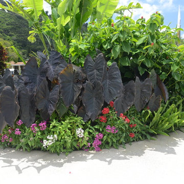 Tropical Landscape
