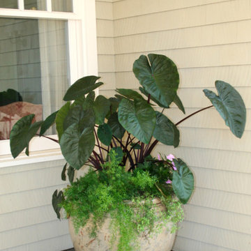 Pot planted in a shaded area