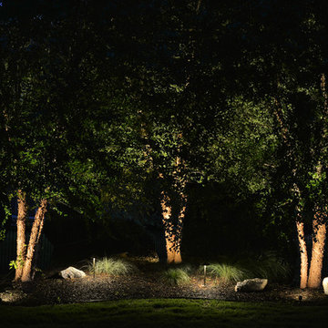Kapeller Backyard Clump River Birch Bed