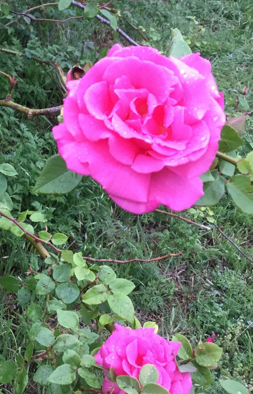 Just the beginning of blooms