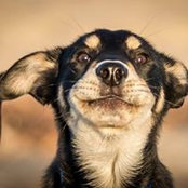 Andrew Bartlett's photo