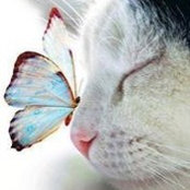D. Wallace's photo