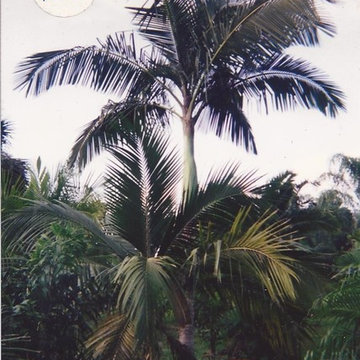 Palm Tree Catalog (will have hundreds to view - work in progress)