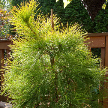 Great Design Plants