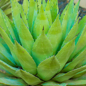 Modern Masterpiece | Plano Curb Appeal