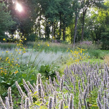 Full sun plants