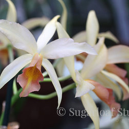 Orchids - Home Decor