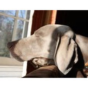 Simone Jowett's photo