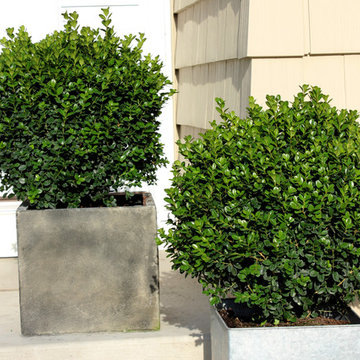 SPRINTER® Boxwood (Buxus microphylla)