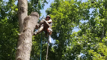 Tree Trimming