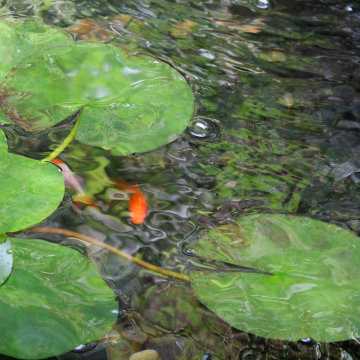 Garden Architect Nice | L'Éden secret