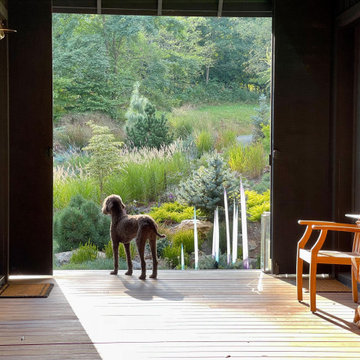 Dog meets Dogtrot:  Sonoma Surveying the Garden