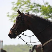 Tracy Curnuck's photo