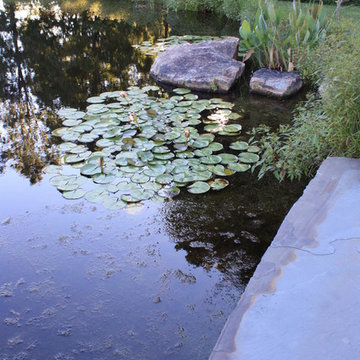 Pond Side Home for a Relocated Tree