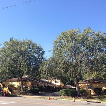 Our Tree Services