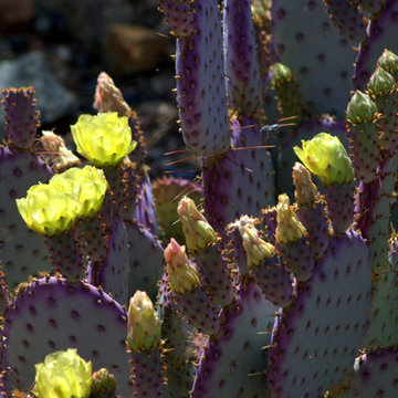 Cactus Flowers