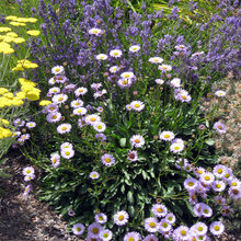 Drought Landscape Ideas