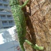 João Rodrigues's photo