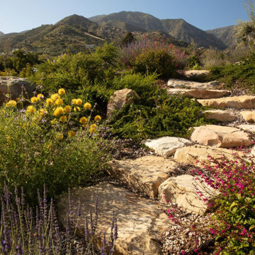 Montecito Phoenix rise from the ashes
