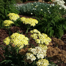 Interesting plants