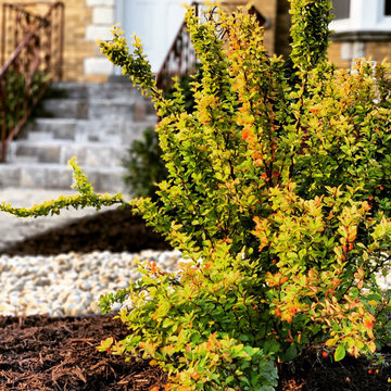 Grassless Front Yard