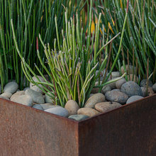 Xeriscape Garden and Yard!