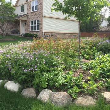 Native Perennial Gardens