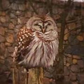 Mary Glynn's photo