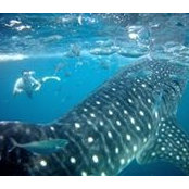David Anselme's photo